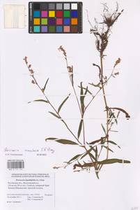Persicaria maculosa Gray, Eastern Europe, Rostov Oblast (E12a) (Russia)