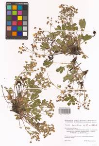 Potentilla humifusa Willd. ex D. F. K. Schltdl., Eastern Europe, Central forest-and-steppe region (E6) (Russia)