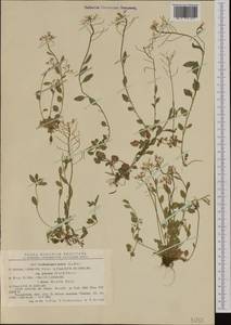 Arabidopsis halleri subsp. ovirensis (Wulfen) O'Kane & Al-Shehbaz, Western Europe (EUR) (Romania)