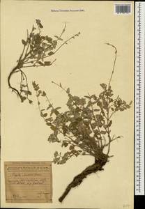 Nepeta racemosa subsp. racemosa, Caucasus, Azerbaijan (K6) (Azerbaijan)