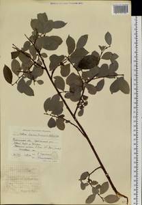 Salix taraikensis Kimura, Siberia, Baikal & Transbaikal region (S4) (Russia)