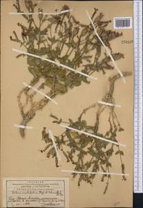 Silene ovalifolia (Regel & Schmalh.) Melzheimer, Middle Asia, Western Tian Shan & Karatau (M3) (Kazakhstan)