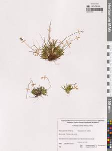 Tofieldia pusilla (Michx.) Pers., Siberia, Chukotka & Kamchatka (S7) (Russia)