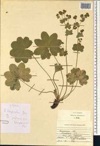 Alchemilla dasycrater Juz., Eastern Europe, Central region (E4) (Russia)