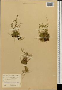 Draba siliquosa M. Bieb., Caucasus, South Ossetia (K4b) (South Ossetia)