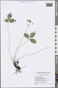 Fragaria viridis Duchesne, Eastern Europe, Central region (E4) (Russia)