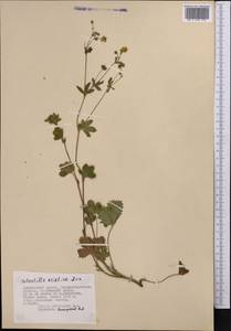 Potentilla chrysantha subsp. chrysantha, Middle Asia, Dzungarian Alatau & Tarbagatai (M5) (Kazakhstan)