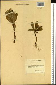 Jacobaea pseudoarnica (Less.) Zuev, Siberia, Chukotka & Kamchatka (S7) (Russia)