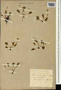 Ranunculus helenae Albov, Caucasus, Krasnodar Krai & Adygea (K1a) (Russia)