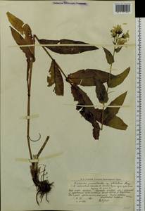 Hieracium pseuderectum Schljakov, Eastern Europe, Northern region (E1) (Russia)