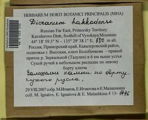 Dicranum viride var. hakkodense (Cardot) Takaki, Bryophytes, Bryophytes - Russian Far East (excl. Chukotka & Kamchatka) (B20) (Russia)