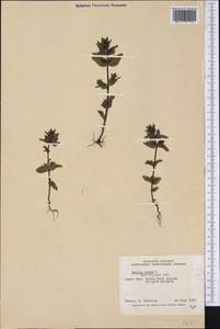 Bartsia alpina L., America (AMER) (Canada)