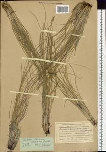 Festuca sibirica Hack. ex Boiss., Siberia, Baikal & Transbaikal region (S4) (Russia)