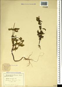 Galeopsis ladanum L., Crimea (KRYM) (Russia)