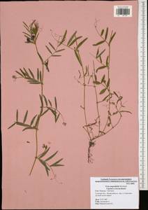 Vicia sativa subsp. nigra (L.)Ehrh., Eastern Europe, Central region (E4) (Russia)