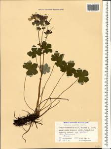 Geranium renardii Trautv. in Trautv., Regel, Maxim. & C. Winkl., Caucasus, North Ossetia, Ingushetia & Chechnya (K1c) (Russia)