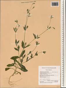 Silene behen L., South Asia, South Asia (Asia outside ex-Soviet states and Mongolia) (ASIA) (Cyprus)