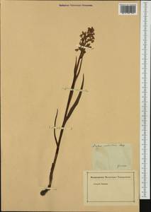 Anacamptis palustris (Jacq.) R.M.Bateman, Pridgeon & M.W.Chase, Western Europe (EUR) (Germany)