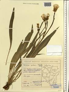 Scorzonera pratorum (Krasch.) Stankov, Eastern Europe, Eastern region (E10) (Russia)
