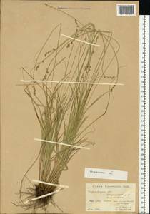Carex brunnescens (Pers.) Poir., Eastern Europe, Central forest region (E5) (Russia)