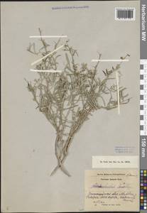 Sophora conollyi (Bunge ex Boiss.) M.Liao & Bo Xu, Middle Asia, Karakum (M6) (Turkmenistan)