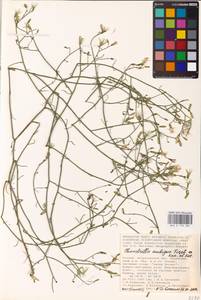 Chondrilla ambigua Fisch. ex Kar. & Kir., Eastern Europe, Lower Volga region (E9) (Russia)