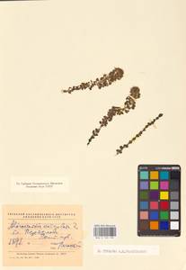 Aldrovanda vesiculosa L., Eastern Europe, North Ukrainian region (E11) (Ukraine)