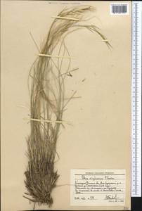 Stipa kirghisorum P.A.Smirn., Middle Asia, Western Tian Shan & Karatau (M3) (Kyrgyzstan)