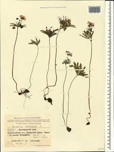 Geranium tuberosum L., Caucasus, Black Sea Shore (from Novorossiysk to Adler) (K3) (Russia)
