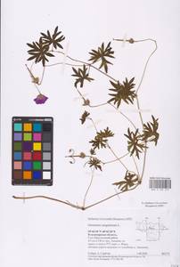 Geranium sanguineum L., Eastern Europe, Central region (E4) (Russia)