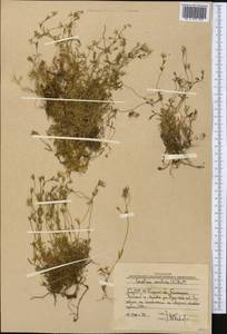 Dichodon cerastoides (L.) Rchb., Middle Asia, Western Tian Shan & Karatau (M3) (Uzbekistan)