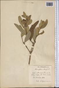 Rhizophora mangle L., America (AMER) (Cuba)