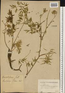 Cenolophium fischeri (Spreng.) W. D. J. Koch, Eastern Europe, Volga-Kama region (E7) (Russia)