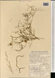 Calligonum mongolicum Turcz., Mongolia (MONG) (Mongolia)