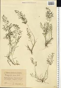 Eragrostis minor Host, Eastern Europe, South Ukrainian region (E12) (Ukraine)