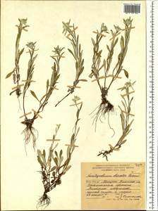 Leontopodium discolor Beauverd, Siberia, Russian Far East (S6) (Russia)