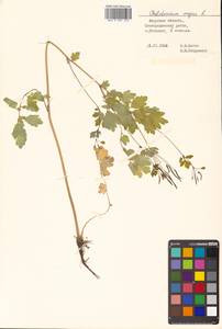 Chelidonium majus L., Siberia, Russian Far East (S6) (Russia)