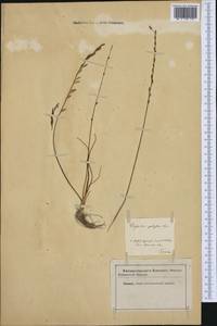 Triglochin palustris L., Western Europe (EUR) (Not classified)