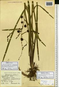 Sparganium erectum L., Eastern Europe, Middle Volga region (E8) (Russia)