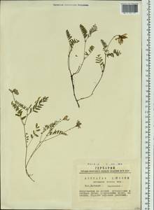 Astragalus danicus Retz., Siberia, Western Siberia (S1) (Russia)