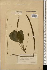 Plantago major L., Caucasus, Georgia (K4) (Georgia)