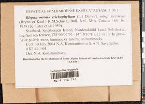 Blepharostoma trichophyllum (L.) Dumort., Bryophytes, Bryophytes - Western Europe (BEu) (Svalbard and Jan Mayen)