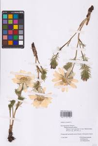 Adonis vernalis L., Eastern Europe, Central forest-and-steppe region (E6) (Russia)