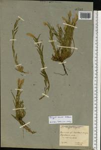 Polygala comosa Schkuhr, Eastern Europe, South Ukrainian region (E12) (Ukraine)