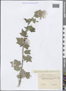 Malva thuringiaca subsp. thuringiaca, Caucasus, Krasnodar Krai & Adygea (K1a) (Russia)