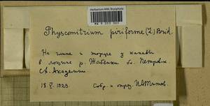 Physcomitrium pyriforme (Hedw.) Brid., Bryophytes, Bryophytes - Moscow City & Moscow Oblast (B6a) (Russia)