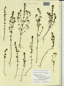 Euphrasia ×vernalis List, Eastern Europe, Northern region (E1) (Russia)