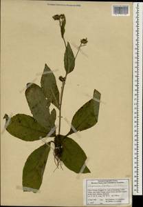 Carpesium lipskyi C. Winkl., South Asia, South Asia (Asia outside ex-Soviet states and Mongolia) (ASIA) (China)
