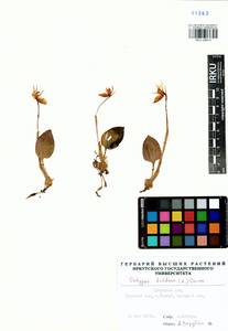 Calypso bulbosa (L.) Oakes, Siberia, Baikal & Transbaikal region (S4) (Russia)