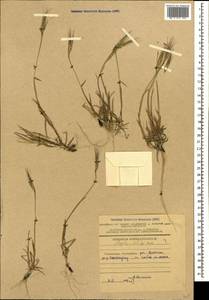 Aegilops kotschyi Boiss., Caucasus, Azerbaijan (K6) (Azerbaijan)